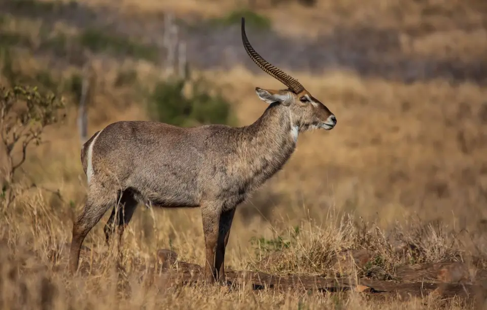 Südafrika_KrugerNP_1416.jpg