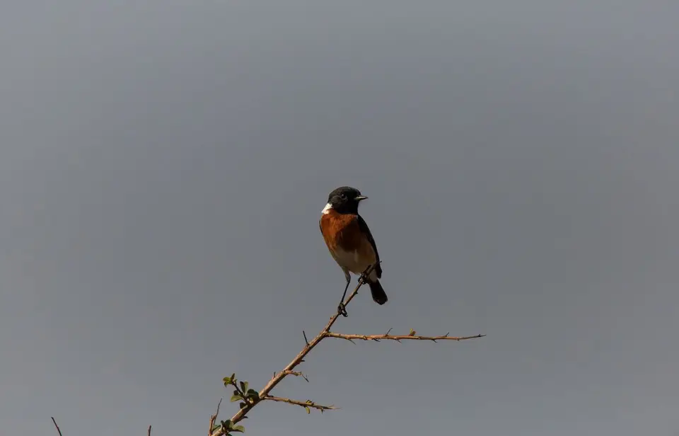 Südafrika_KrugerNP_1417.jpg