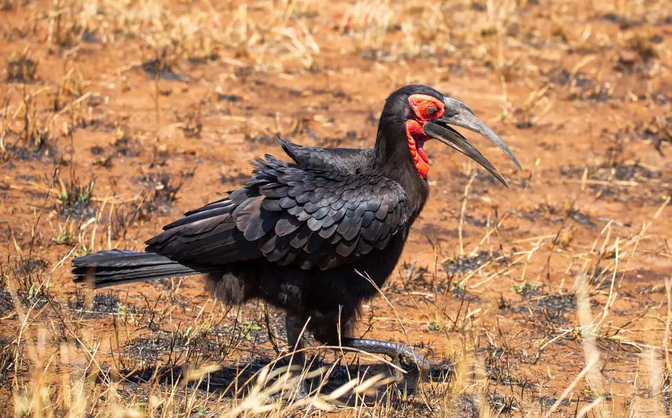Südafrika_KrugerNP_1418.jpg