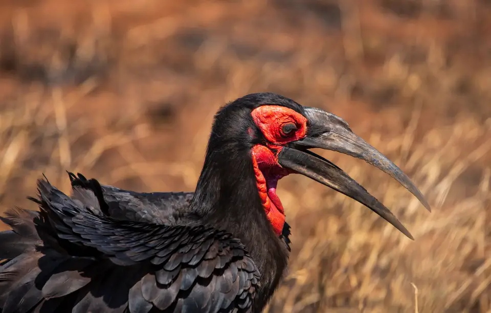 Südafrika_KrugerNP_1420.jpg