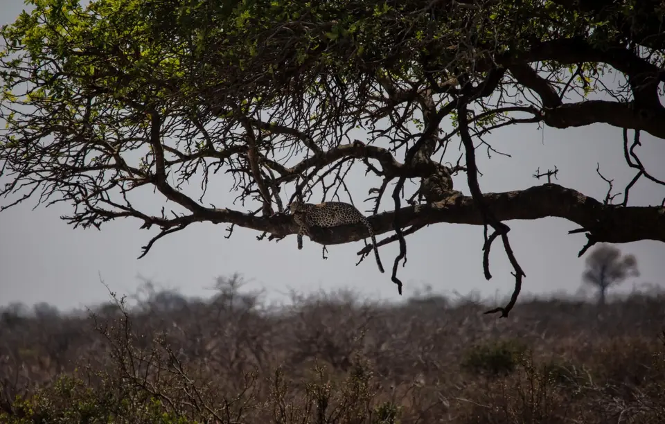 Südafrika_KrugerNP_1421.jpg
