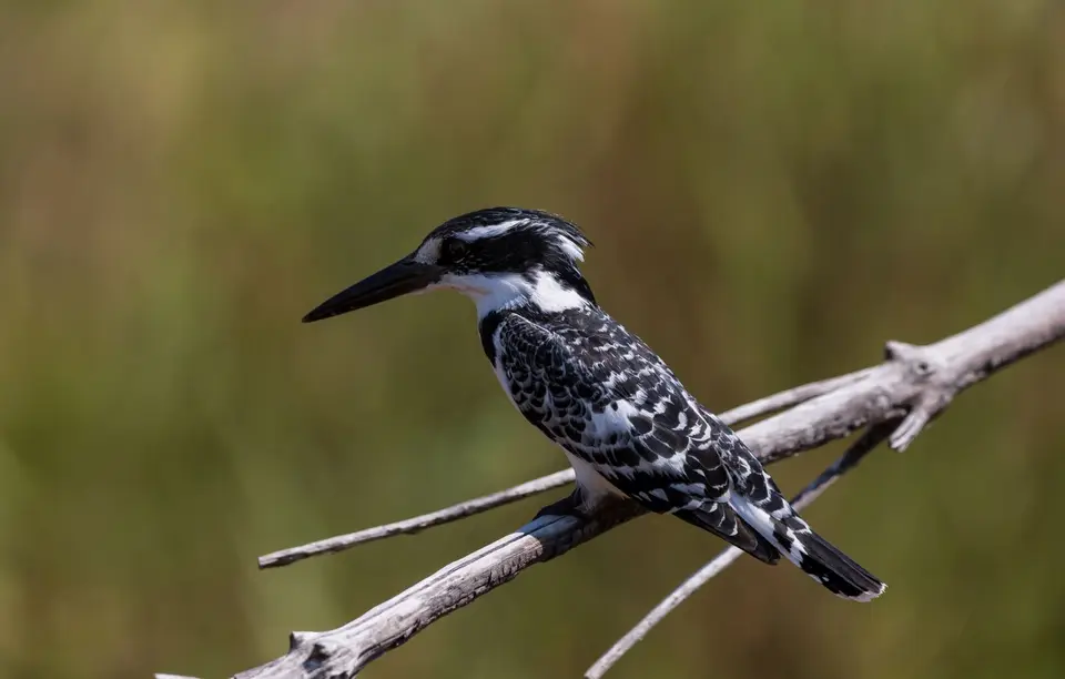 Südafrika_KrugerNP_1422.jpg