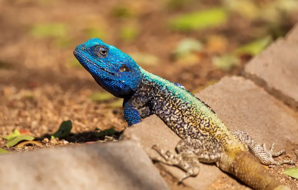 Südafrika_KrugerNP_1427.jpg