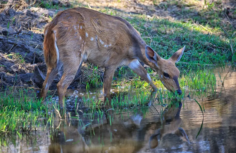 Südafrika_KrugerNP_143.jpg