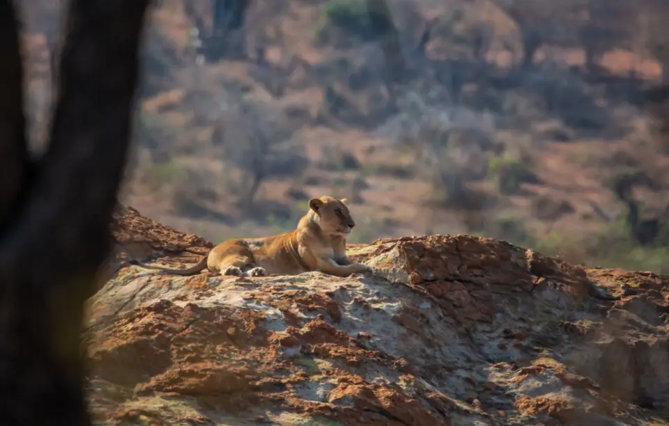 Südafrika_KrugerNP_1432.jpg