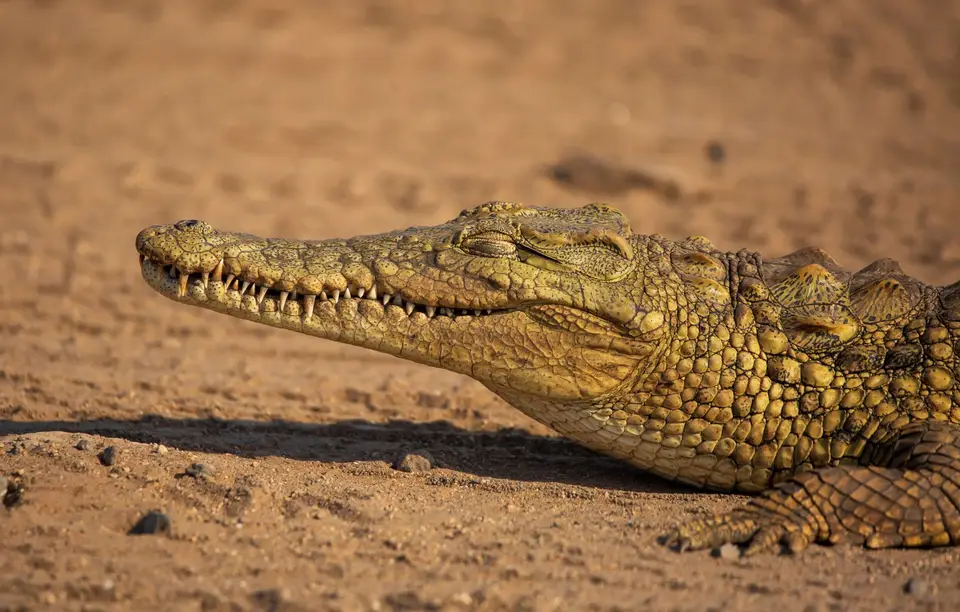 Südafrika_KrugerNP_1435.jpg