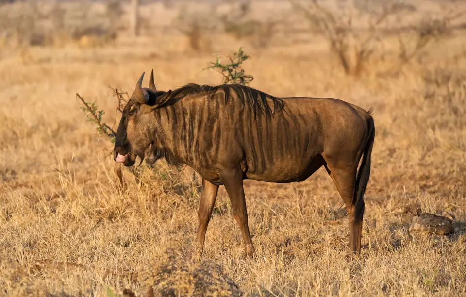 Südafrika_KrugerNP_1444.jpg