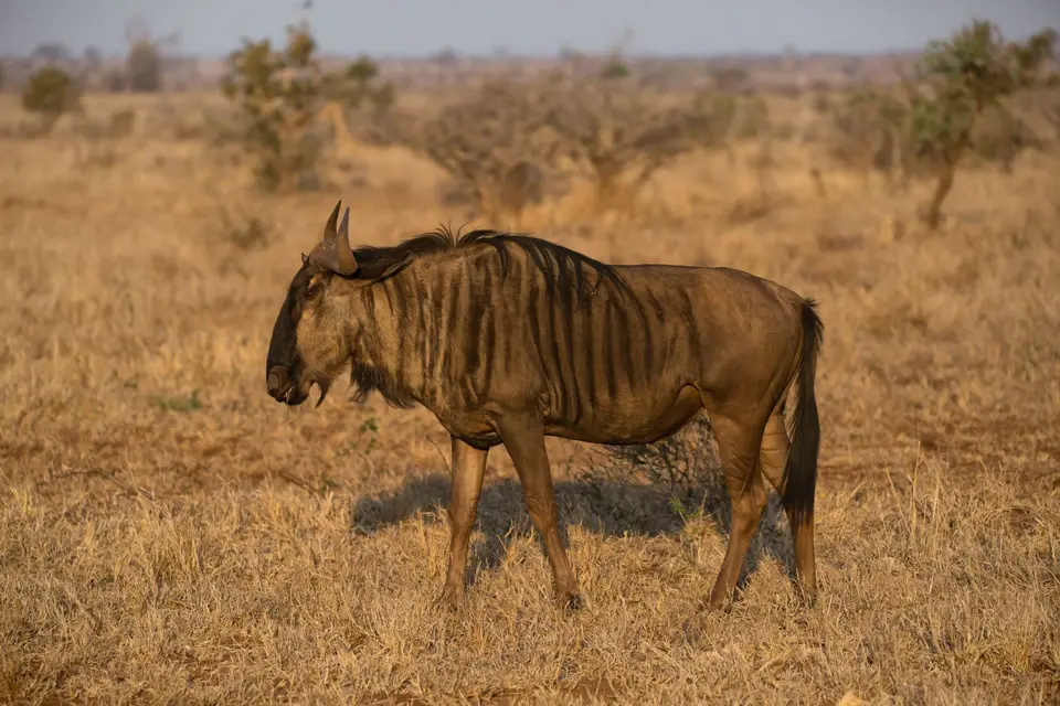 Südafrika_KrugerNP_1445.jpg
