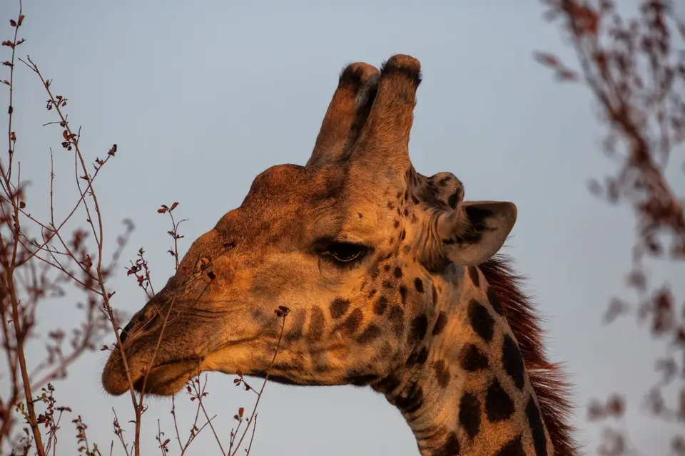 Südafrika_KrugerNP_1446.jpg