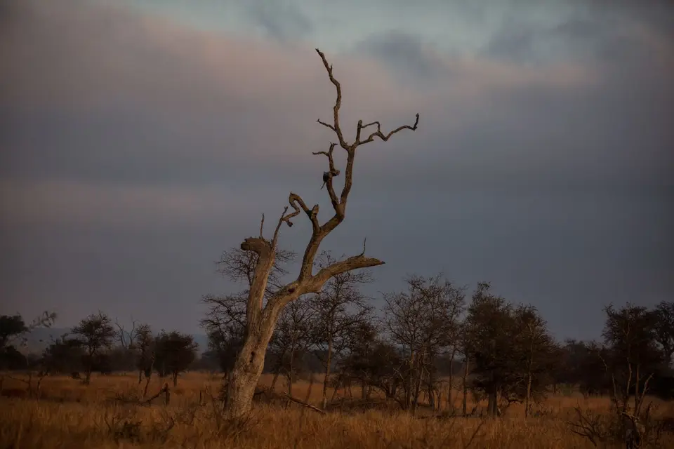 Südafrika_KrugerNP_1451.jpg