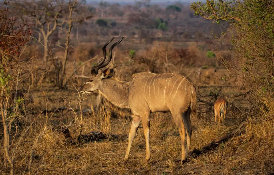 Südafrika_KrugerNP_1456.jpg