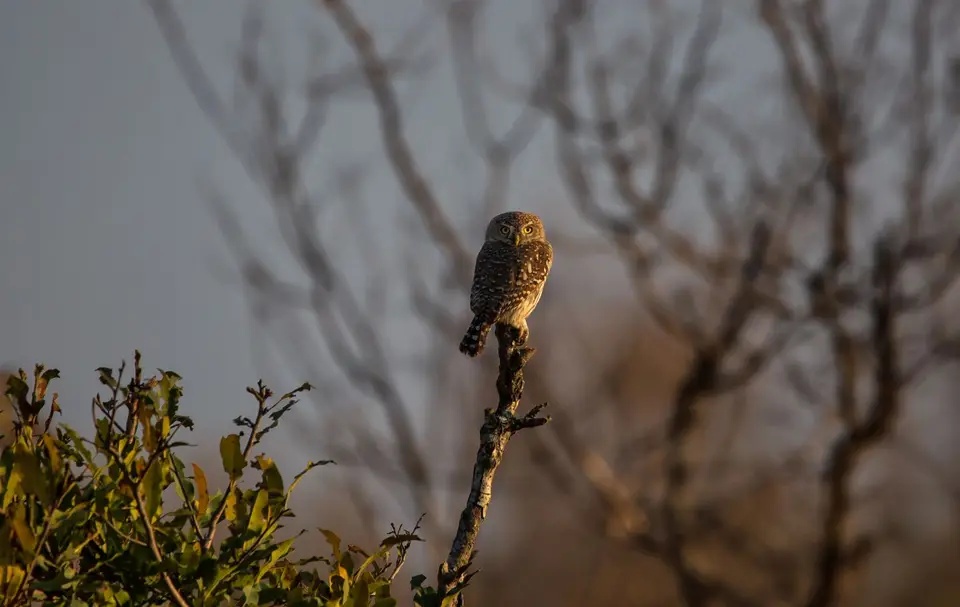 Südafrika_KrugerNP_1457.jpg