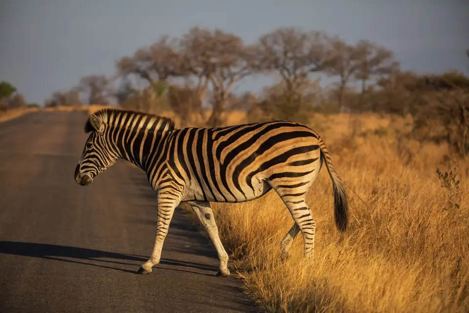 Südafrika_KrugerNP_1458.jpg
