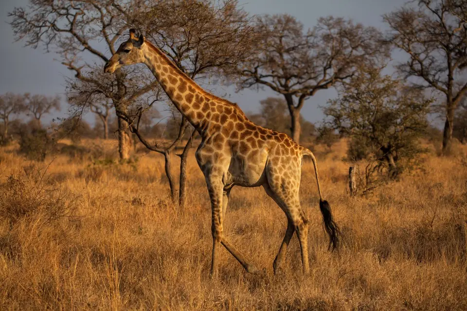 Südafrika_KrugerNP_1459.jpg