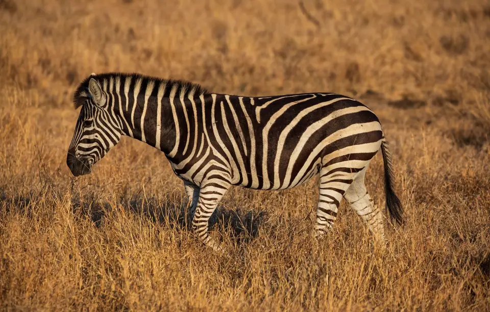 Südafrika_KrugerNP_1462.jpg