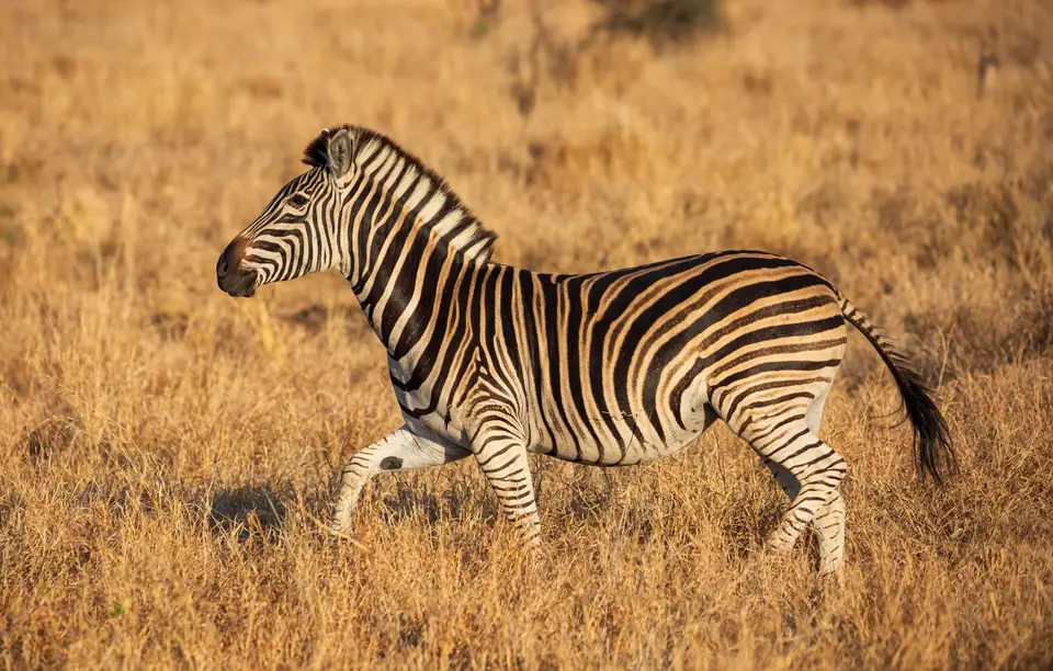 Südafrika_KrugerNP_1463.jpg