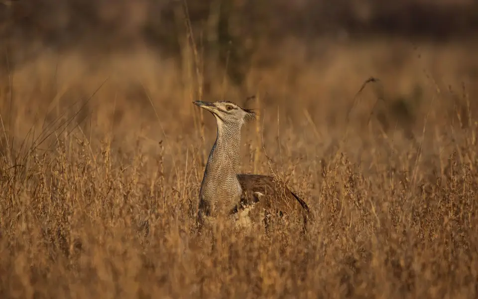Südafrika_KrugerNP_1465.jpg