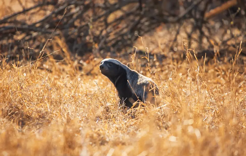 Südafrika_KrugerNP_1466.jpg