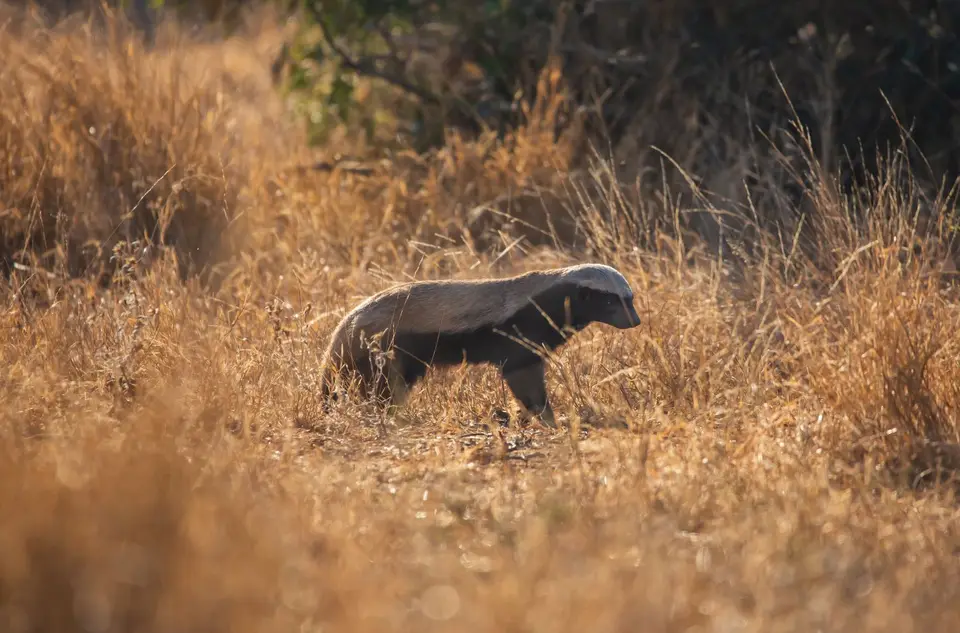 Südafrika_KrugerNP_1467.jpg