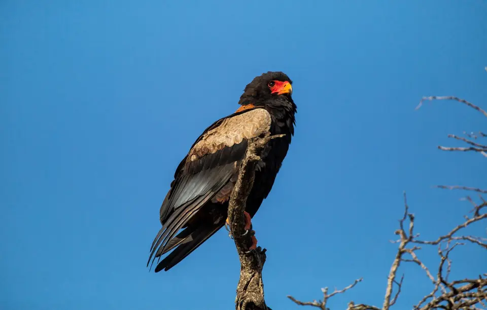 Südafrika_KrugerNP_1468.jpg