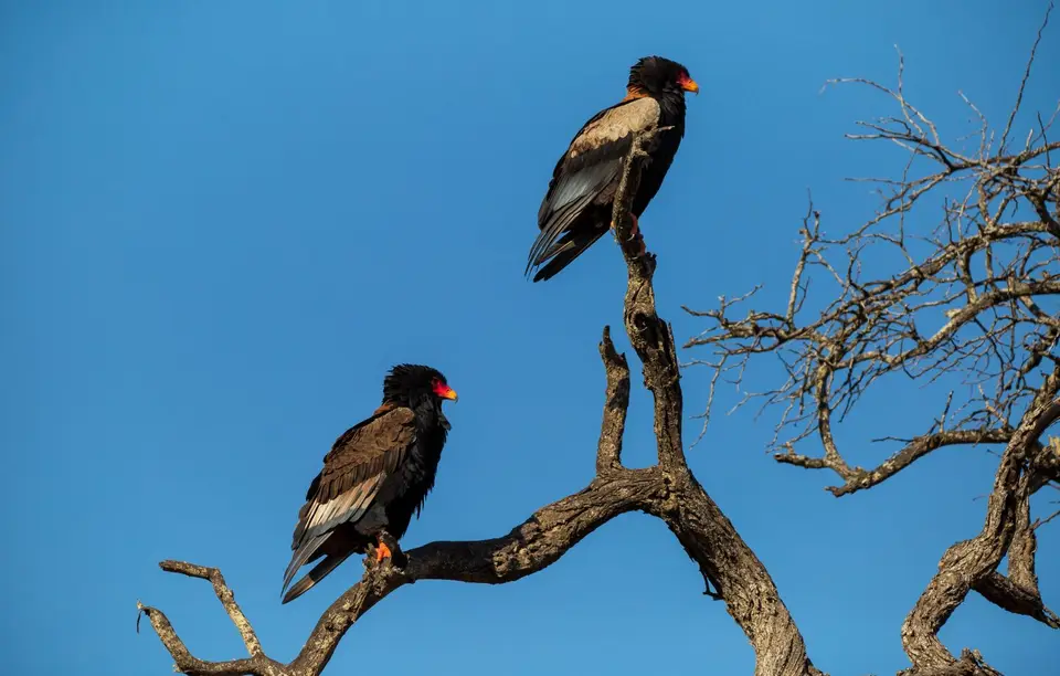 Südafrika_KrugerNP_1469.jpg