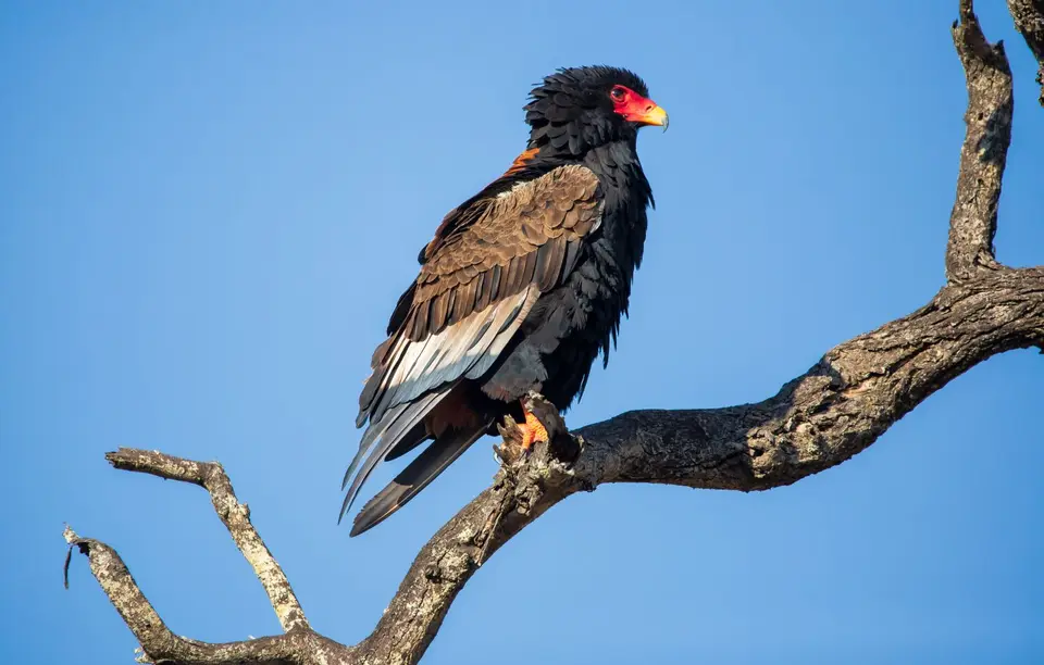 Südafrika_KrugerNP_1470.jpg