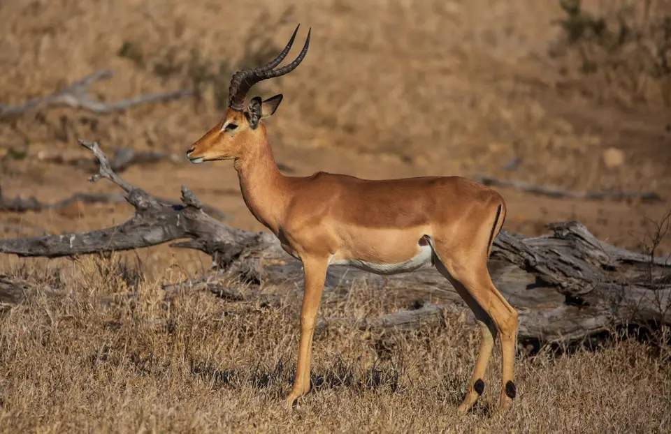 Südafrika_KrugerNP_1473.jpg