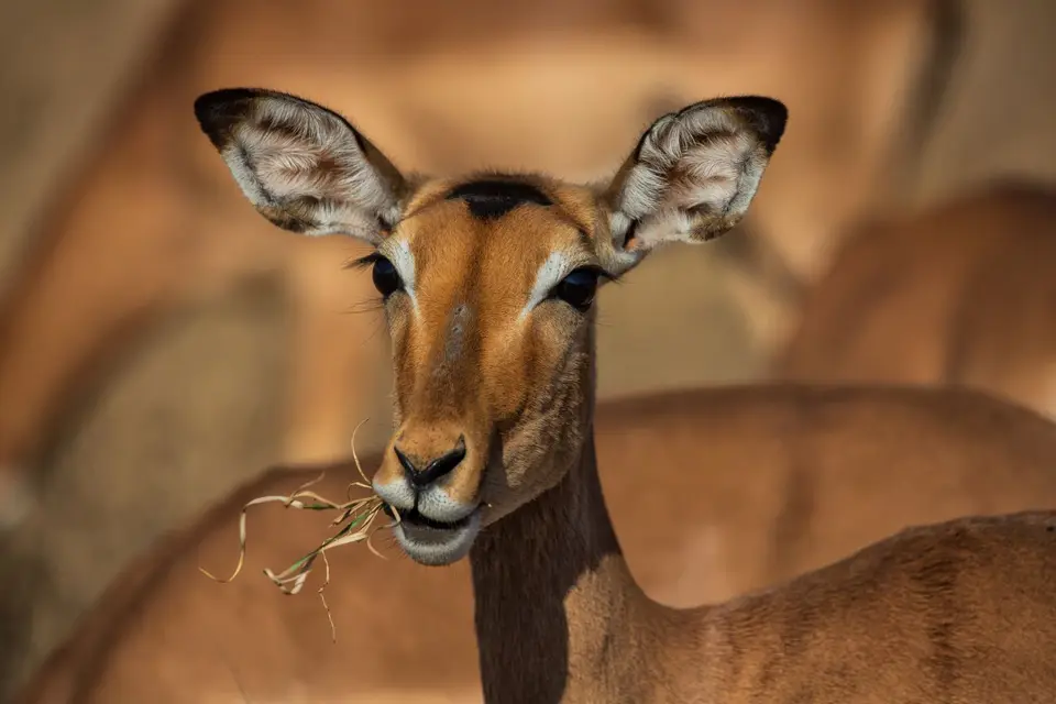 Südafrika_KrugerNP_1475.jpg