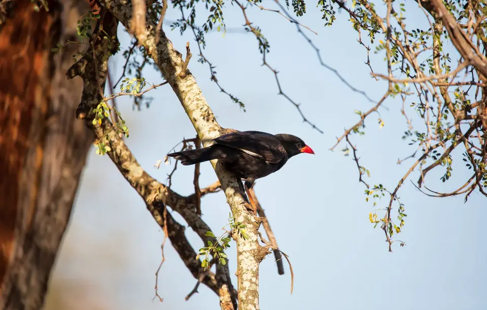 Südafrika_KrugerNP_1476.jpg