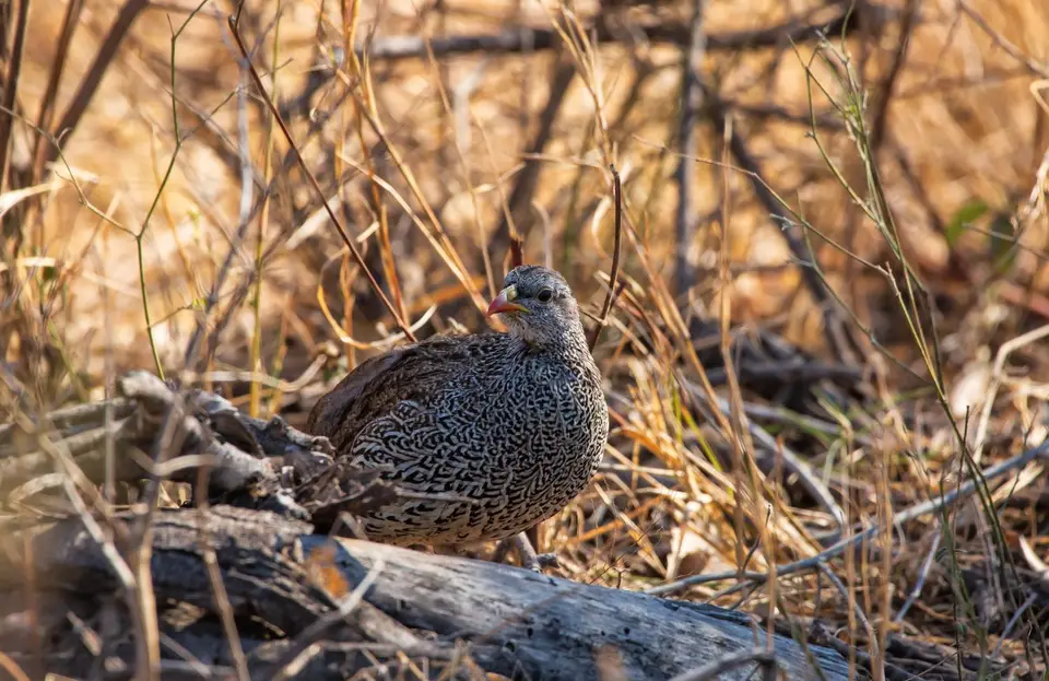 Südafrika_KrugerNP_1479.jpg