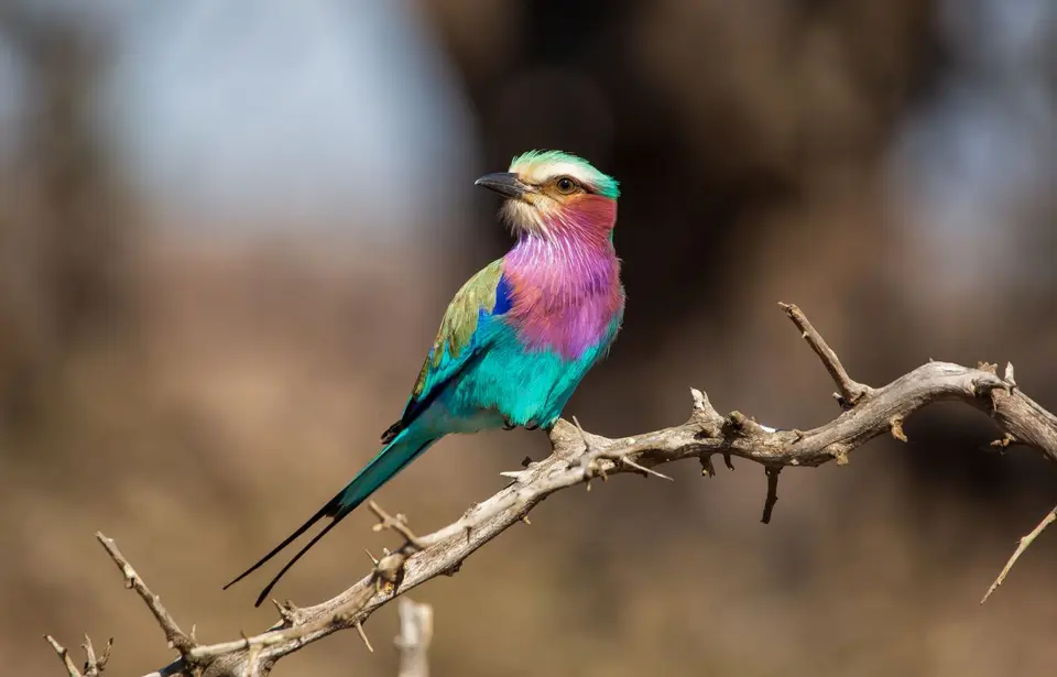 Südafrika_KrugerNP_1480.jpg