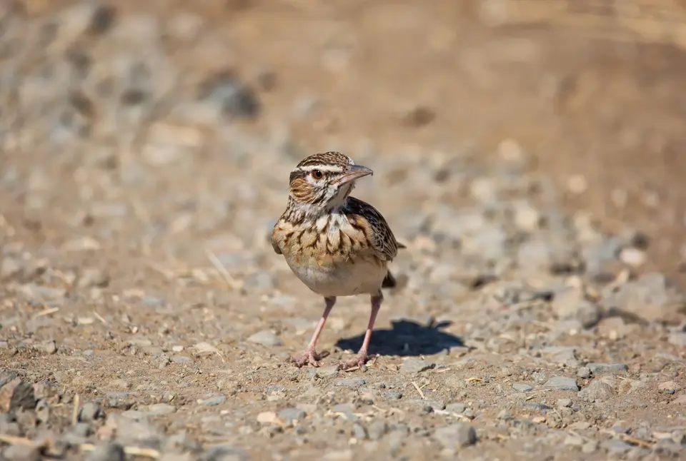 Südafrika_KrugerNP_1482.jpg