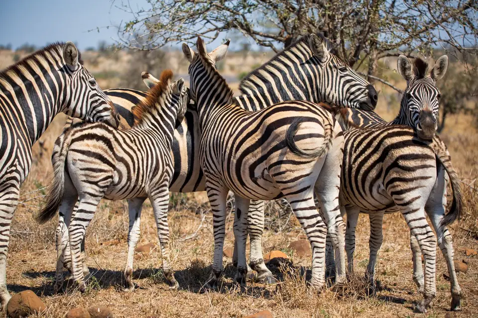 Südafrika_KrugerNP_1486.jpg
