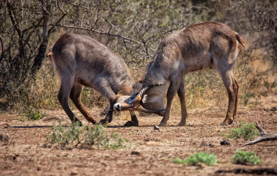 Südafrika_KrugerNP_1490.jpg