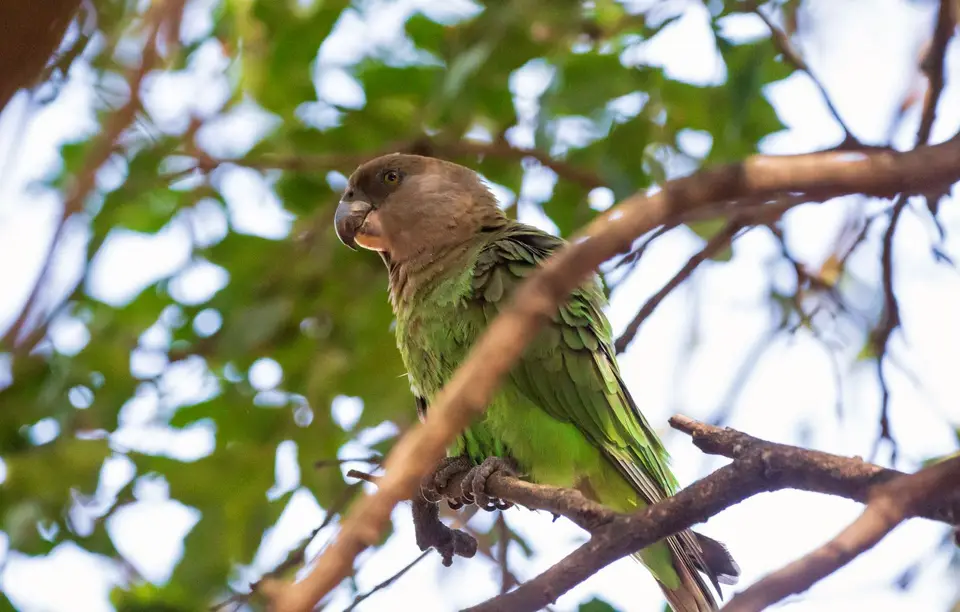 Südafrika_KrugerNP_1498.jpg
