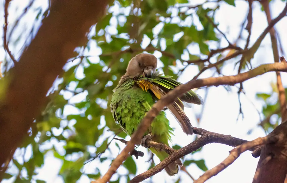 Südafrika_KrugerNP_1499.jpg