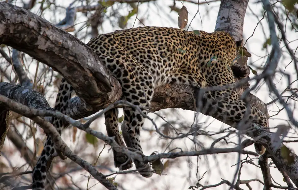 Südafrika_KrugerNP_1509.jpg