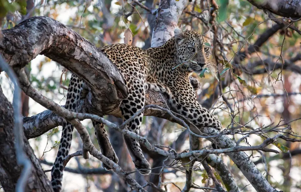 Südafrika_KrugerNP_1514.jpg