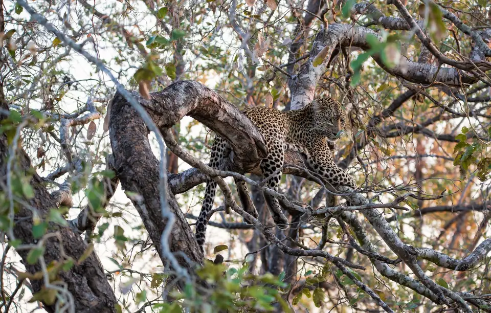 Südafrika_KrugerNP_1515.jpg