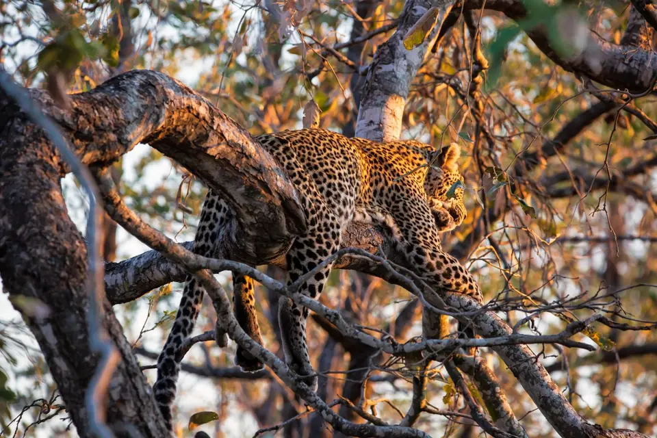 Südafrika_KrugerNP_1517.jpg