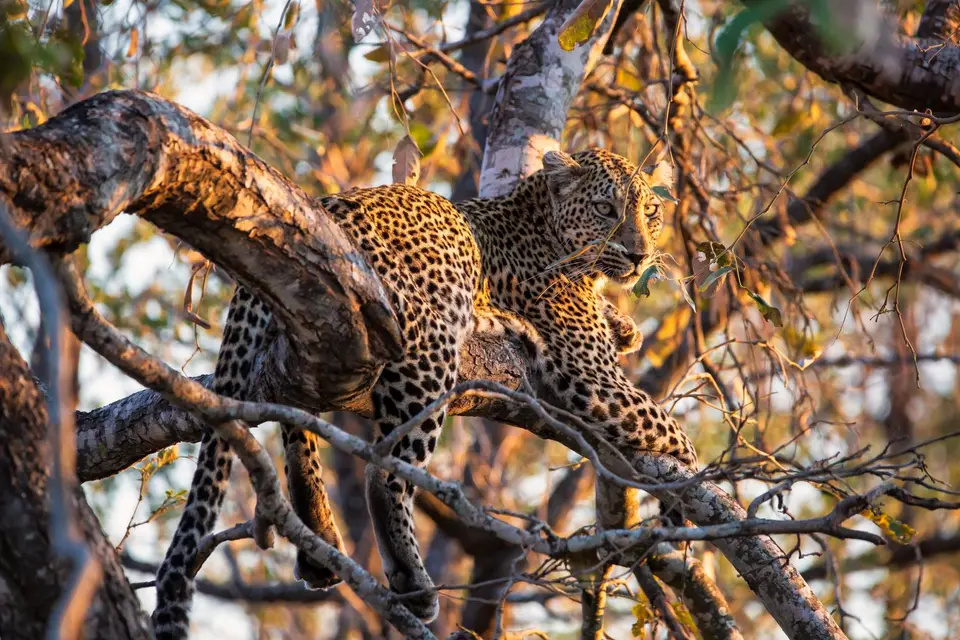 Südafrika_KrugerNP_1518.jpg