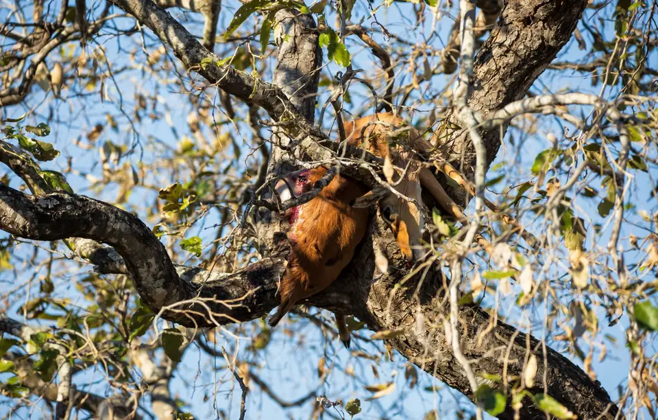 Südafrika_KrugerNP_1519.jpg