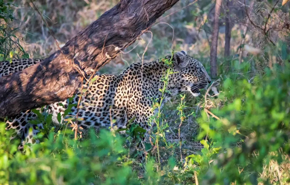 Südafrika_KrugerNP_1522.jpg