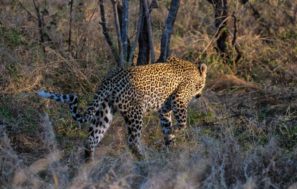 Südafrika_KrugerNP_1526.jpg