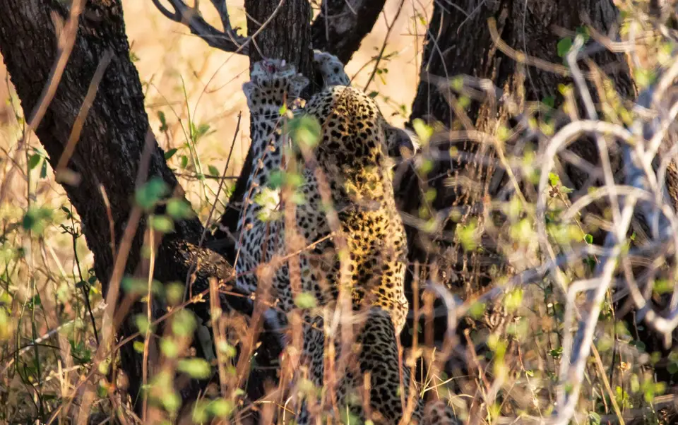 Südafrika_KrugerNP_1529.jpg