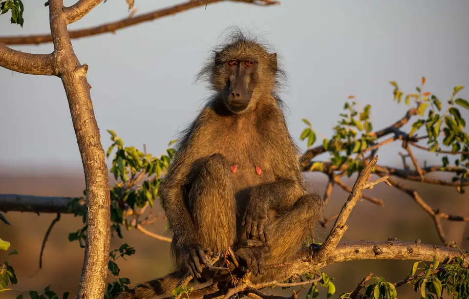 Südafrika_KrugerNP_1531.jpg
