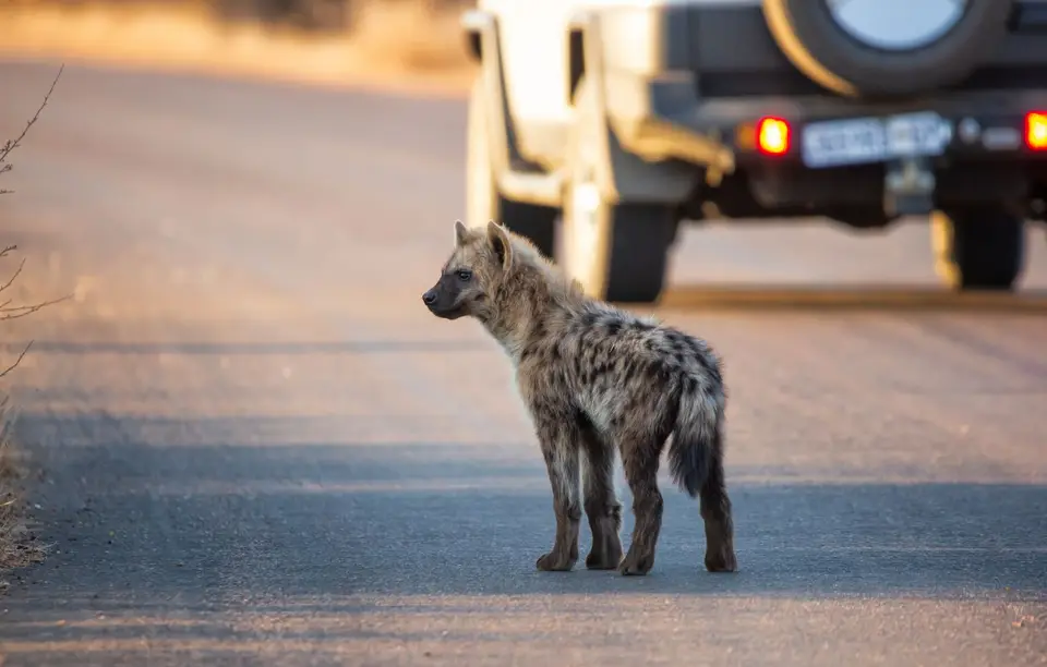 Südafrika_KrugerNP_1532.jpg