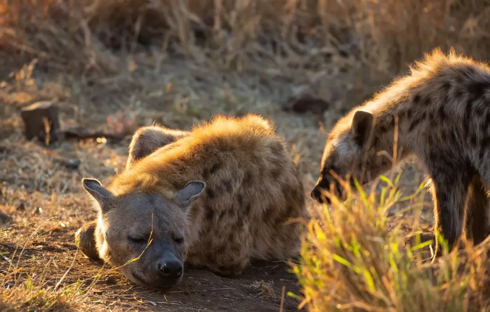 Südafrika_KrugerNP_1533.jpg