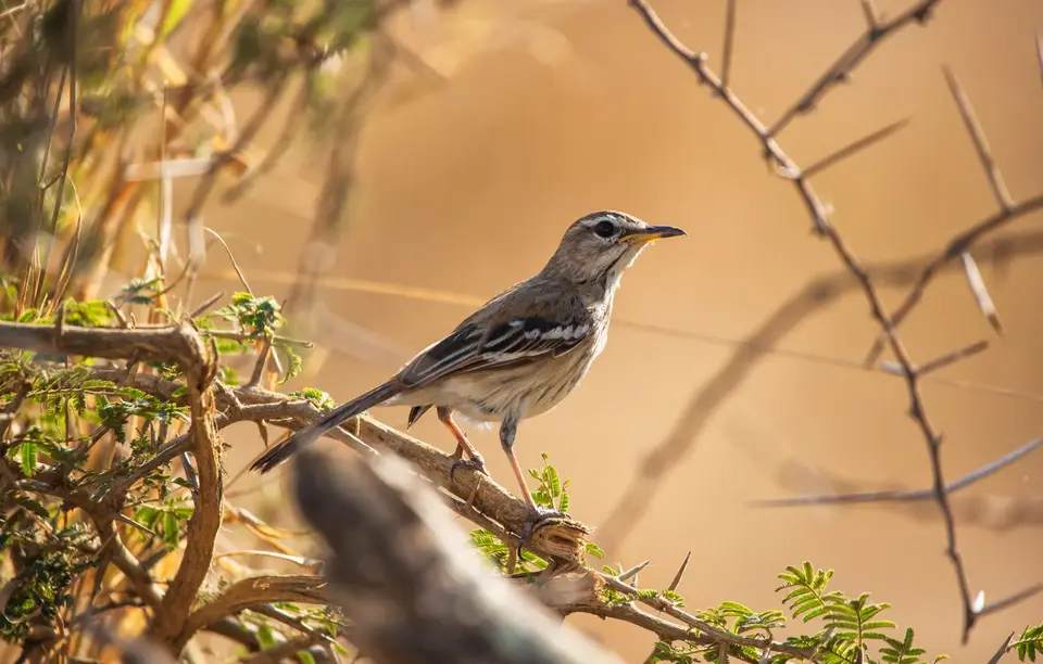 Südafrika_KrugerNP_1536.jpg