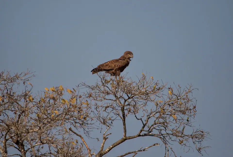 Südafrika_KrugerNP_1538.jpg